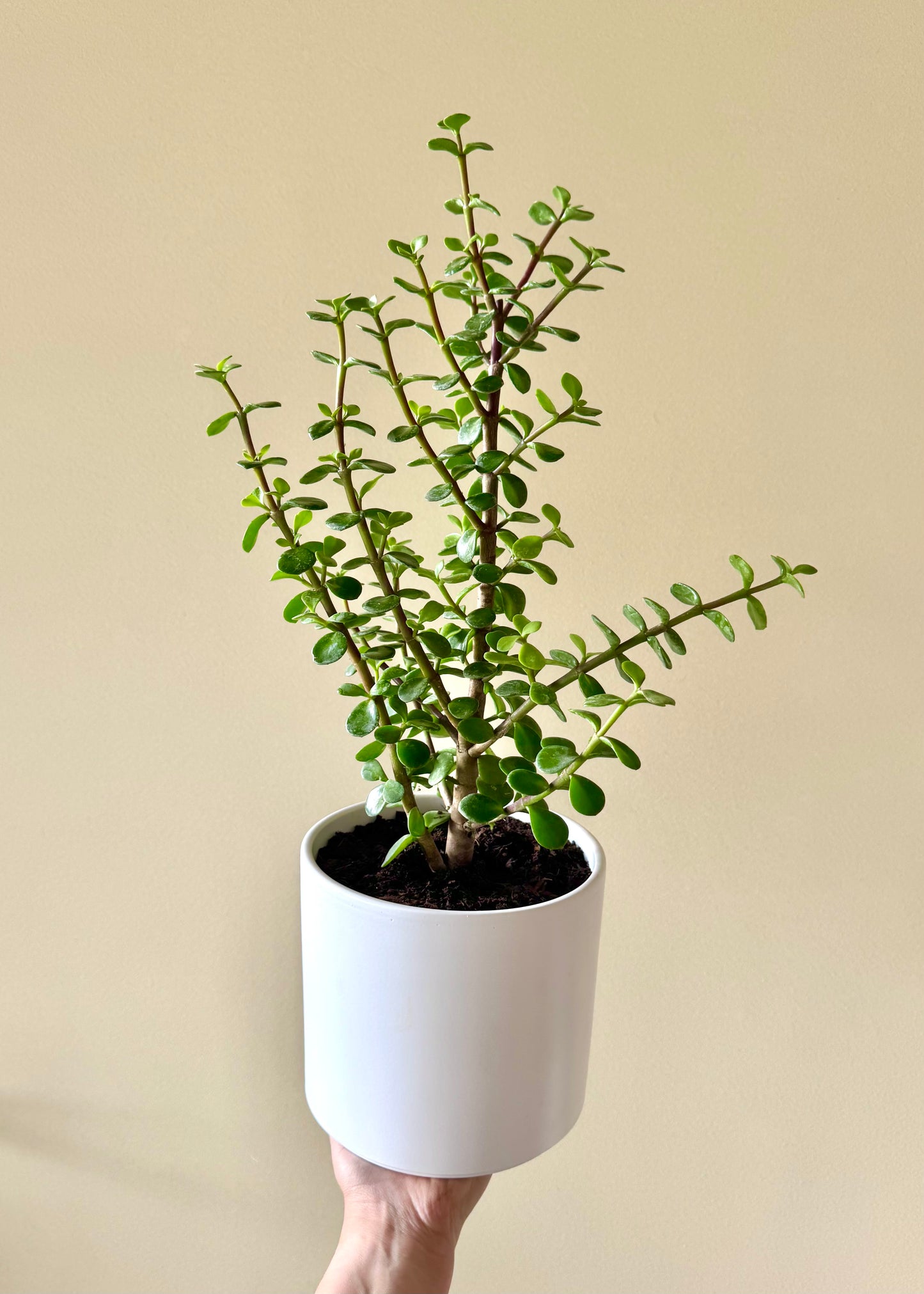 Jade (árbol de la abundancia)