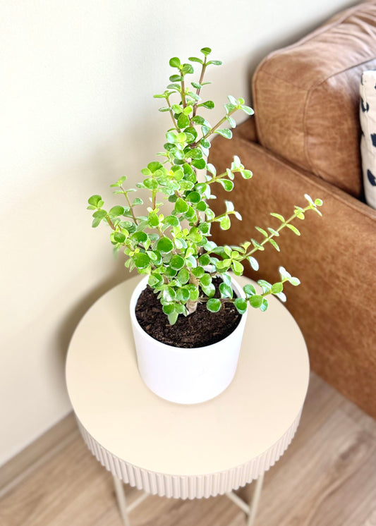 Jade (árbol de la abundancia)