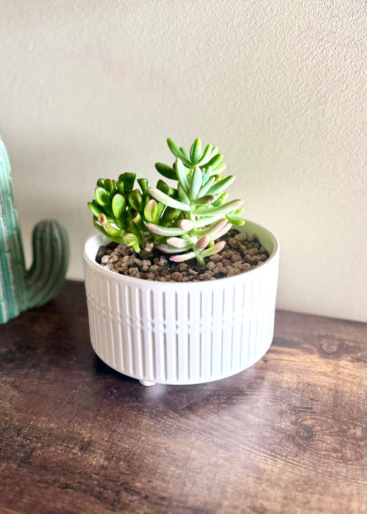 Jardín de suculentas