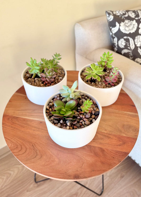 Jardín de suculentas