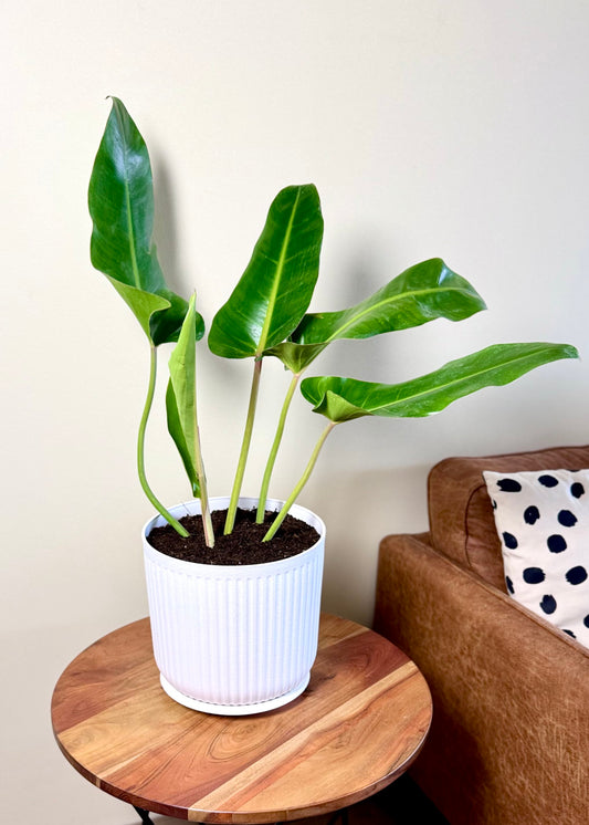 Filodendro Longifolio