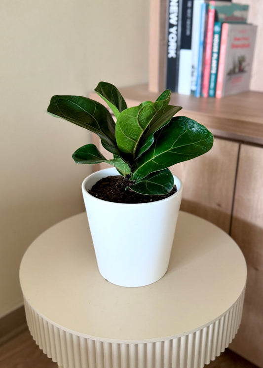 Ficus Lyrata