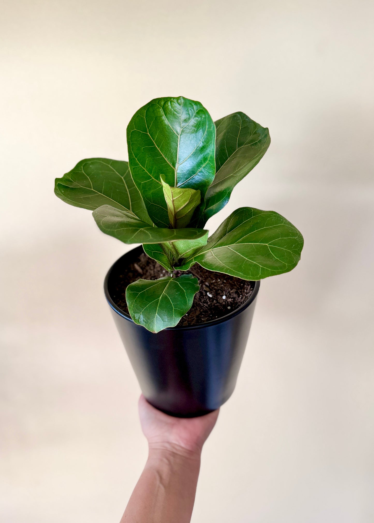 Ficus Lyrata