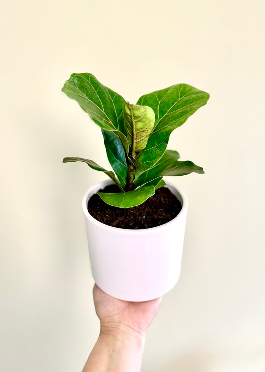 Ficus Lyrata Bambino