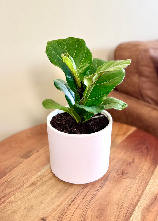 Ficus Lyrata Bambino