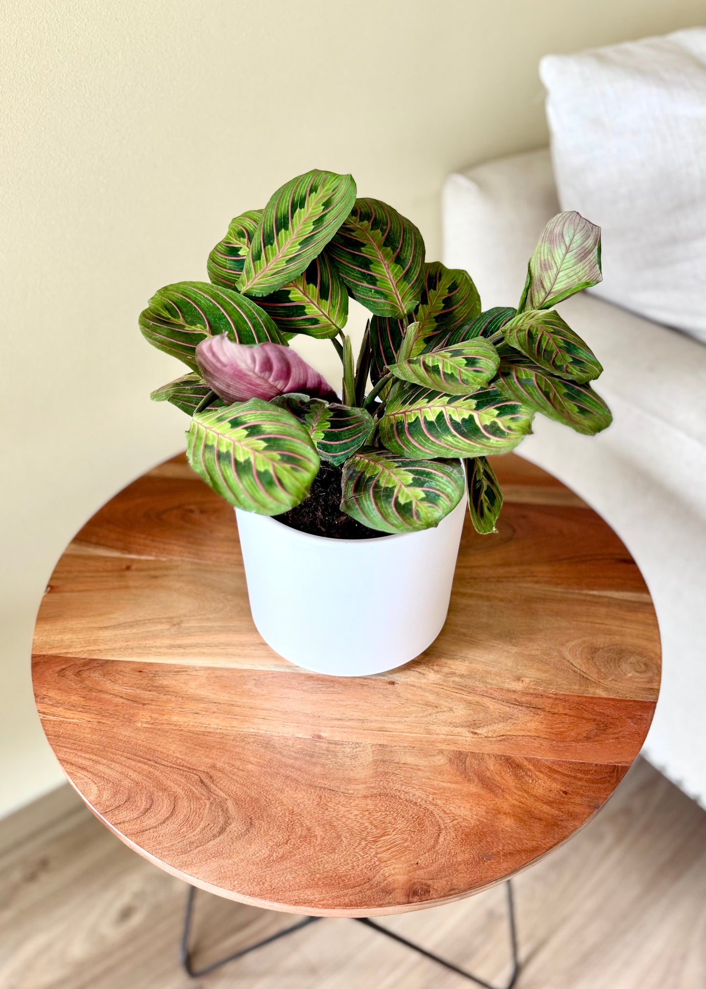 Maranta Leuconeura Tricolor