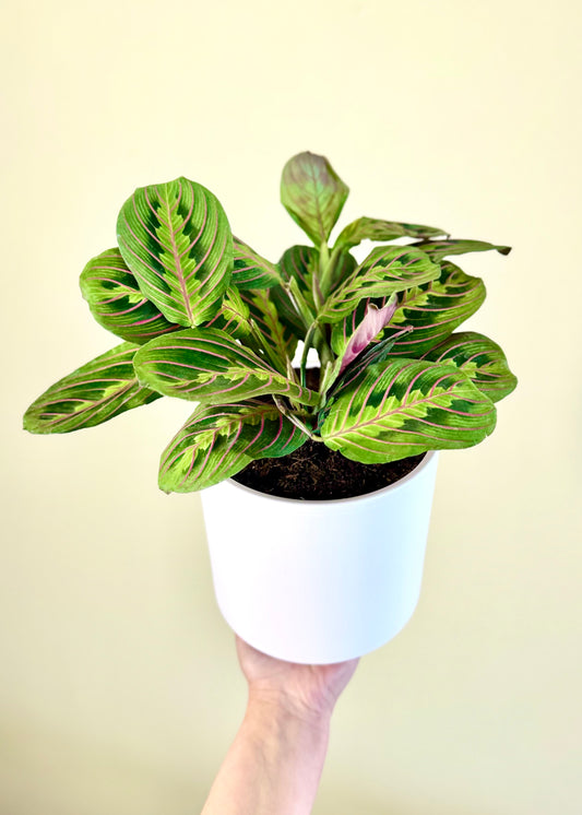 Maranta Leuconeura Tricolor