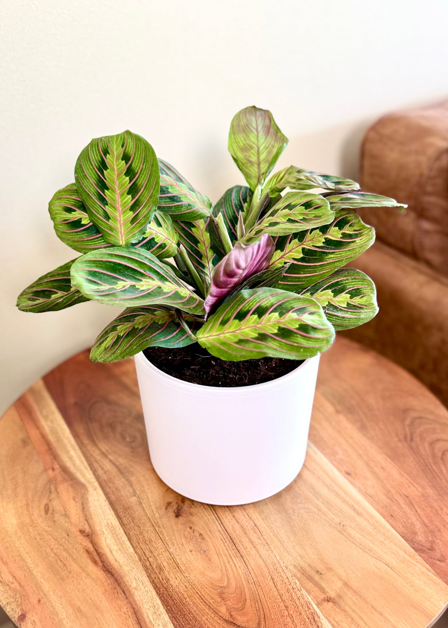Maranta Leuconeura Tricolor