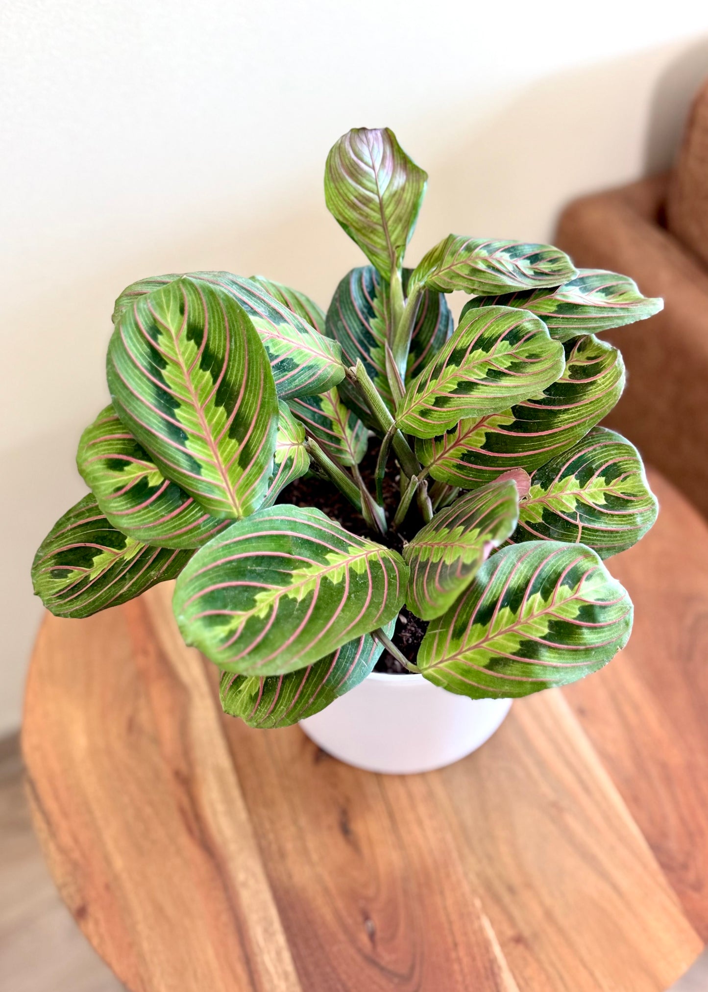 Maranta Leuconeura Tricolor