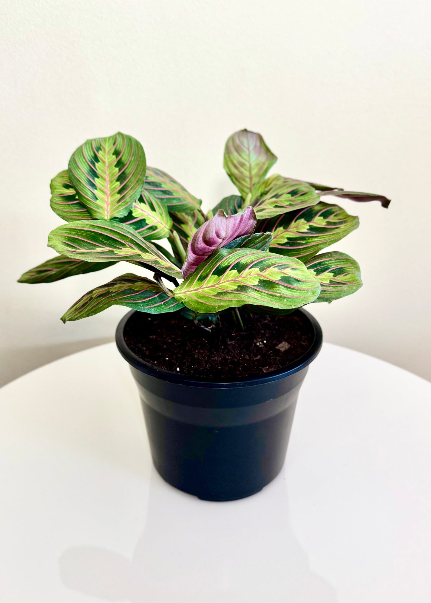 Maranta Leuconeura Tricolor