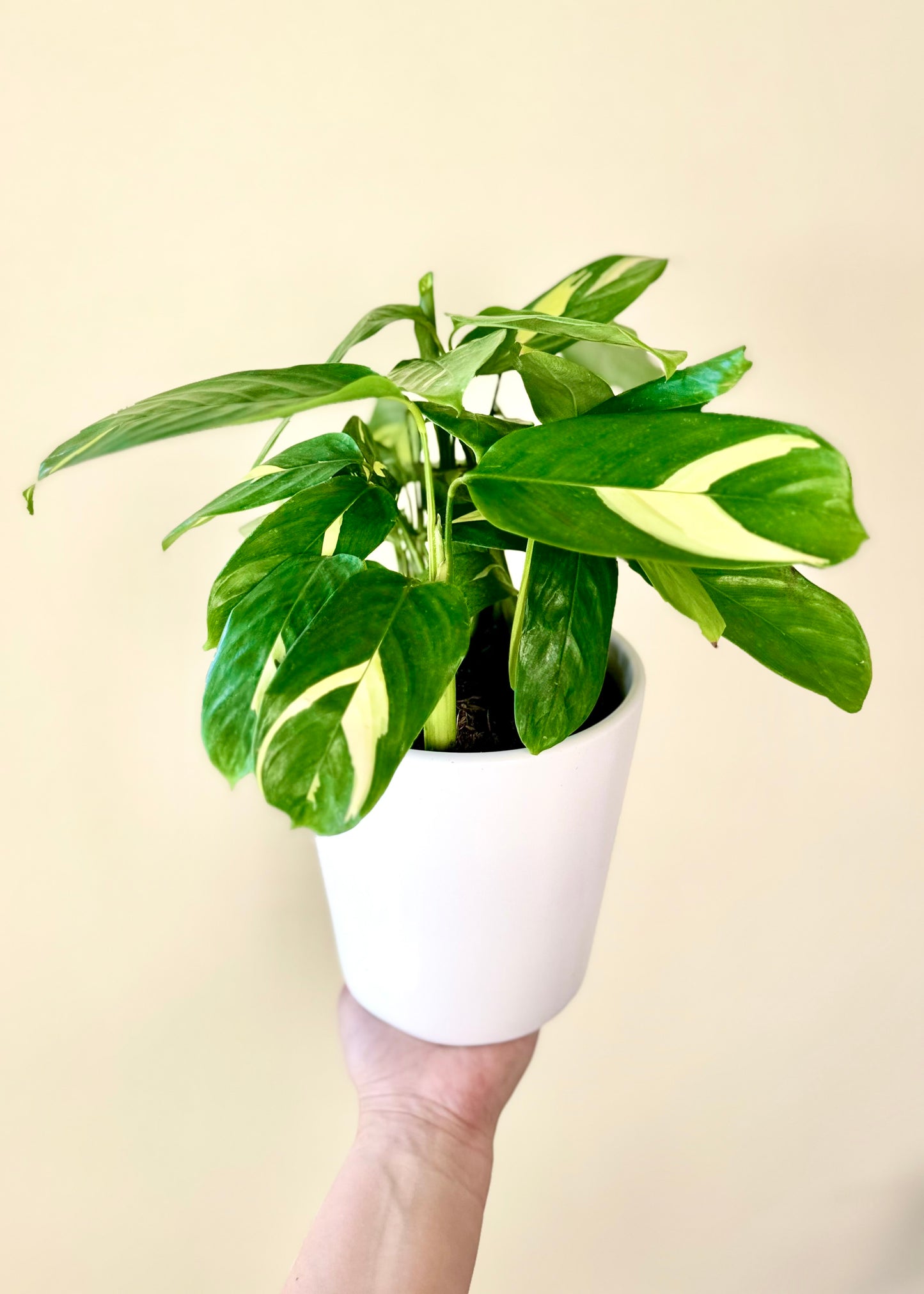 Maranta Lubbersiana
