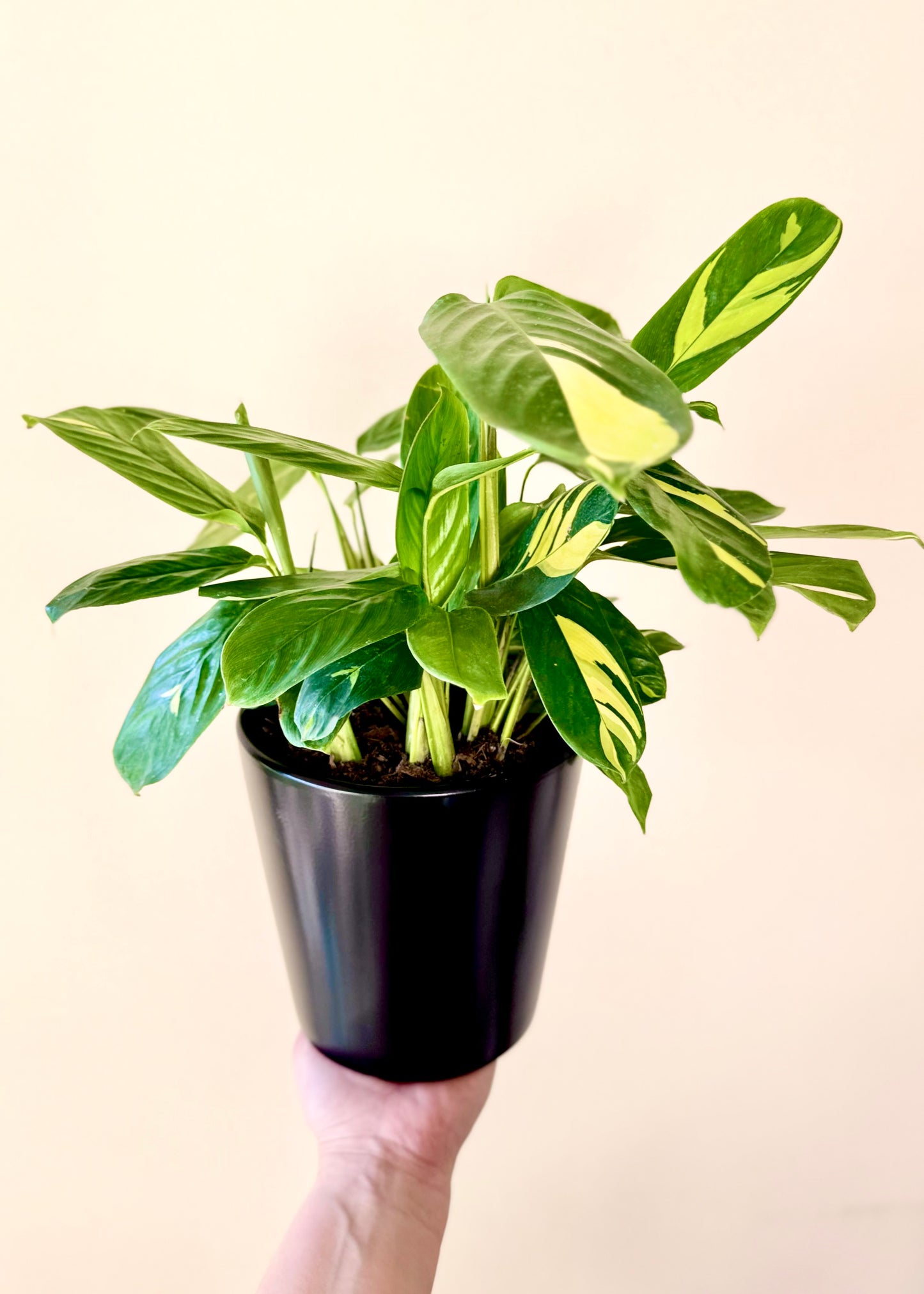 Maranta Lubbersiana