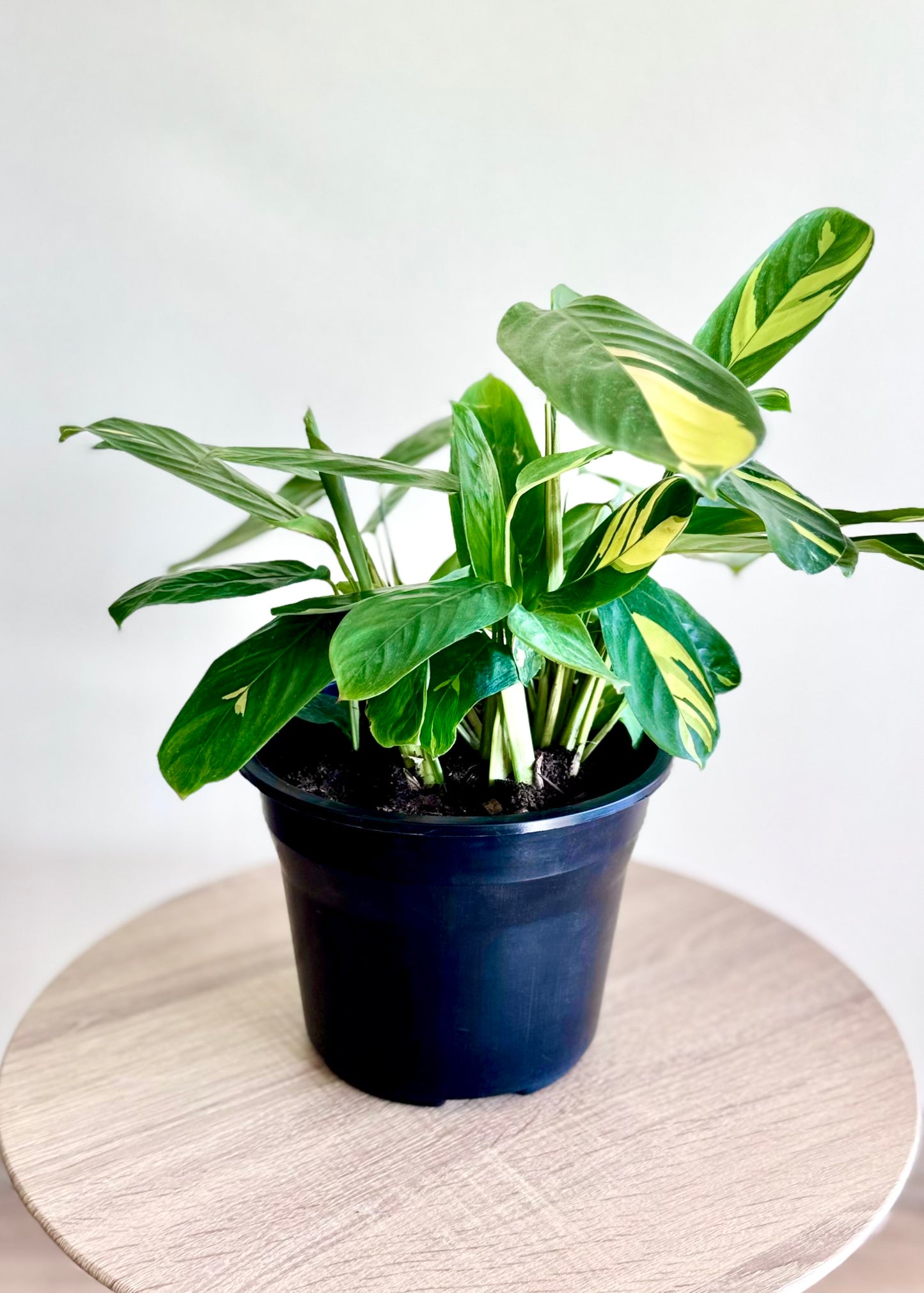 Maranta Lubbersiana