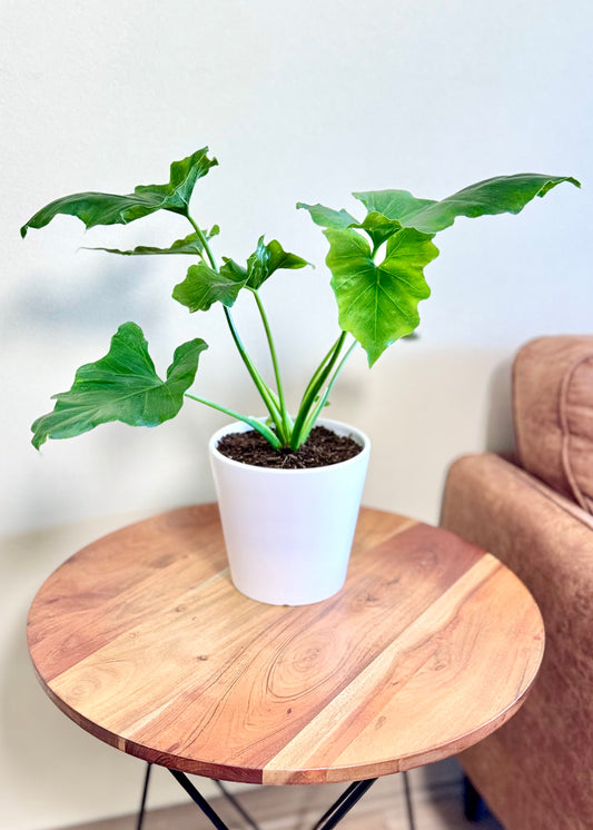 Mini Filodendro Paraguayo