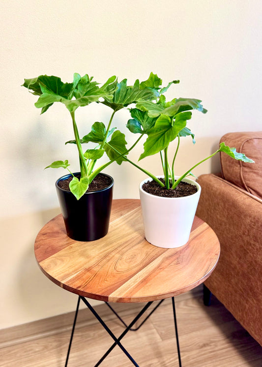 Mini Filodendro Paraguayo