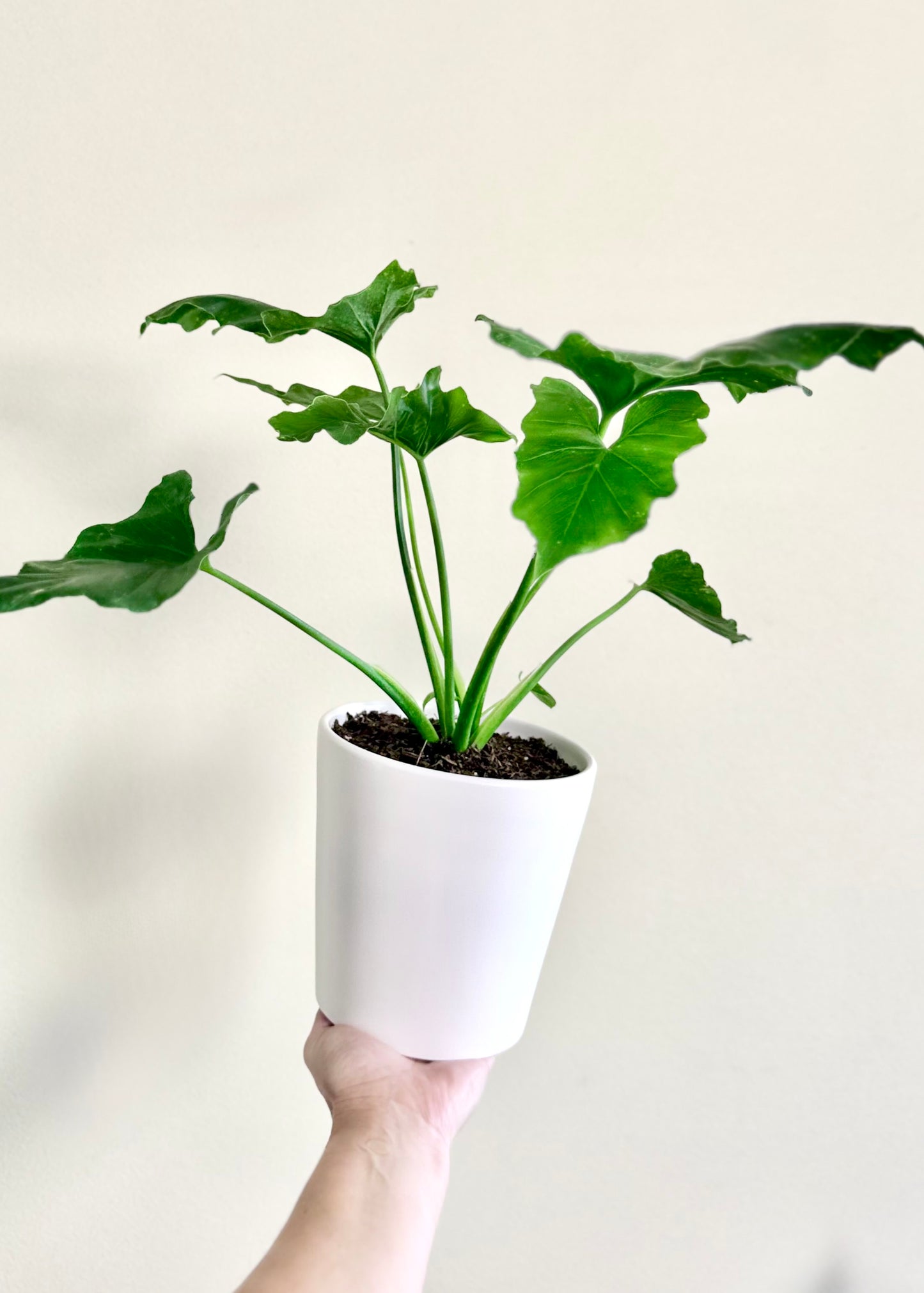 Mini Filodendro Paraguayo