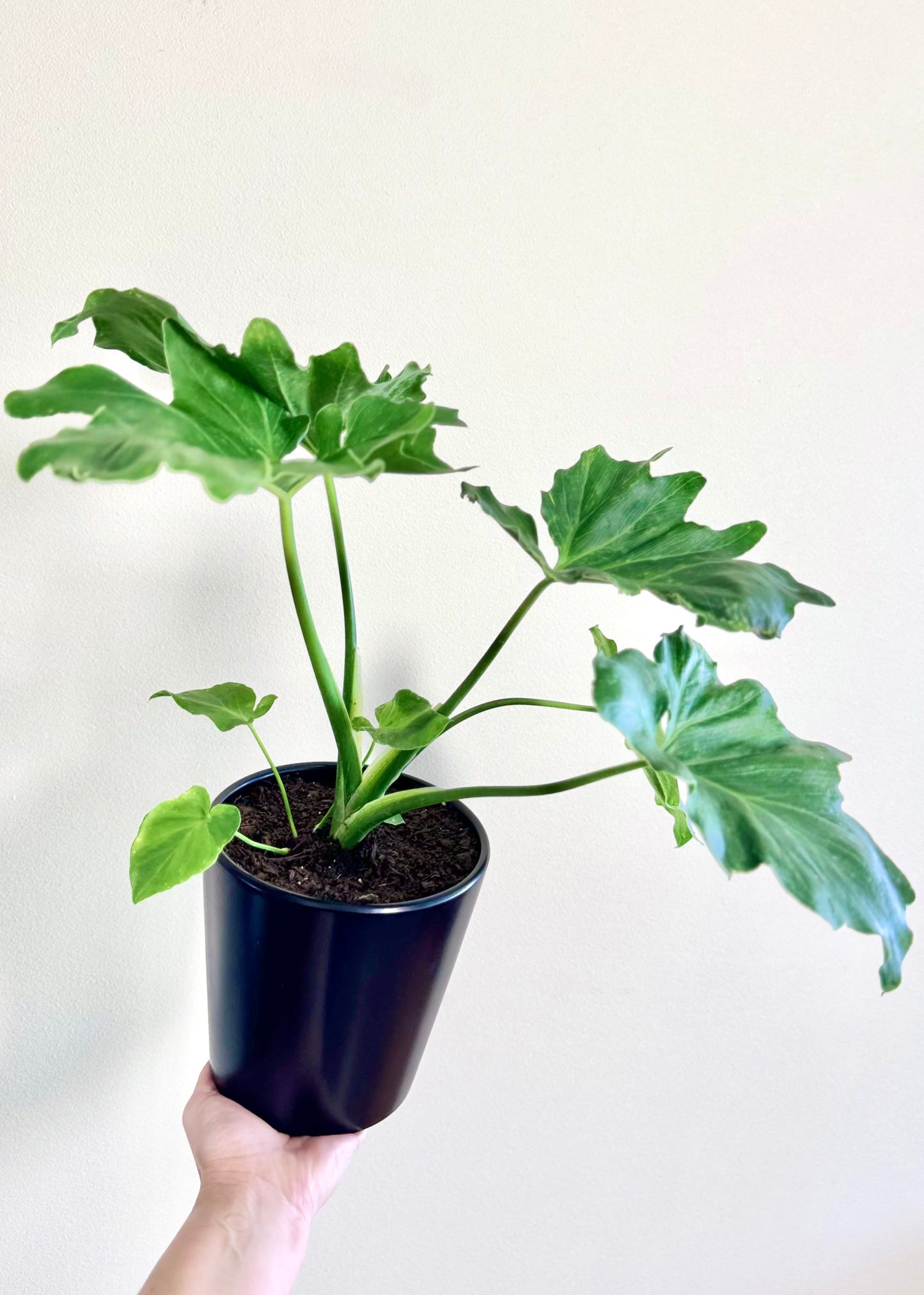 Mini Filodendro Paraguayo