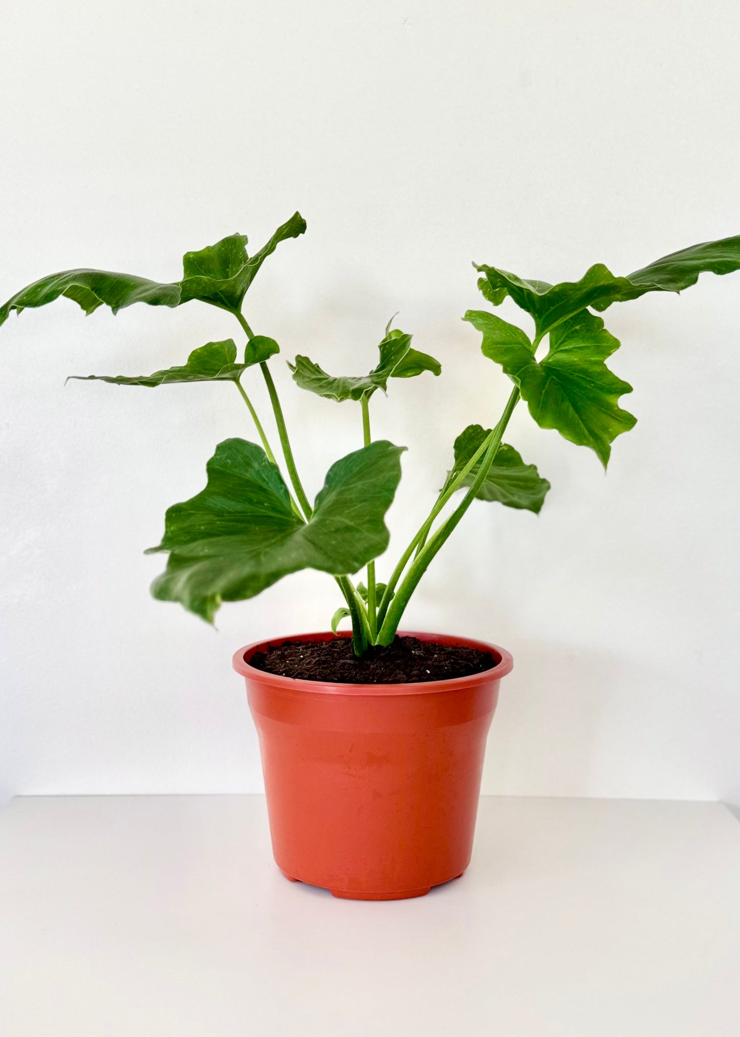 Mini Filodendro Paraguayo