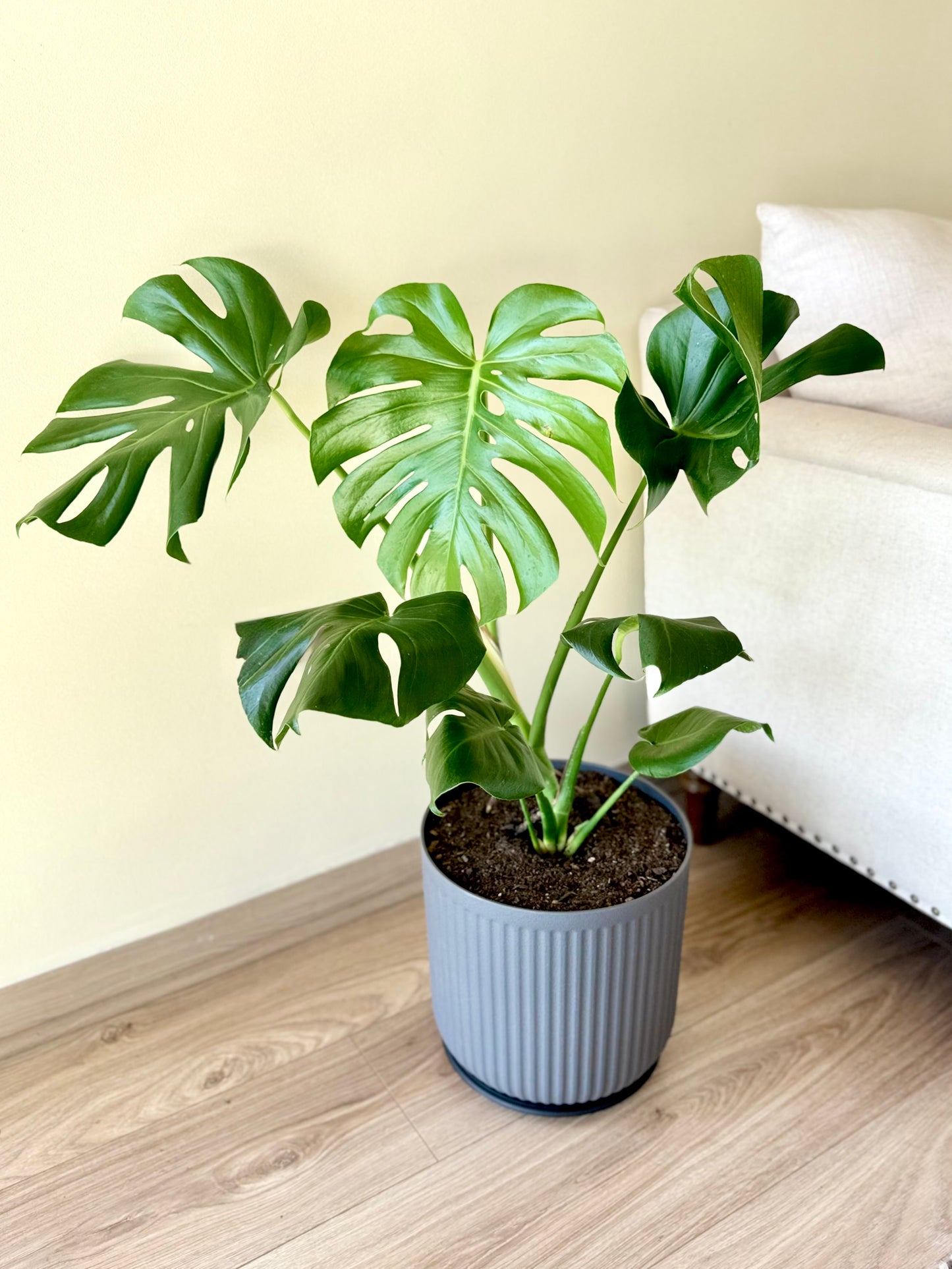 Monstera Deliciosa L macetero Líneo