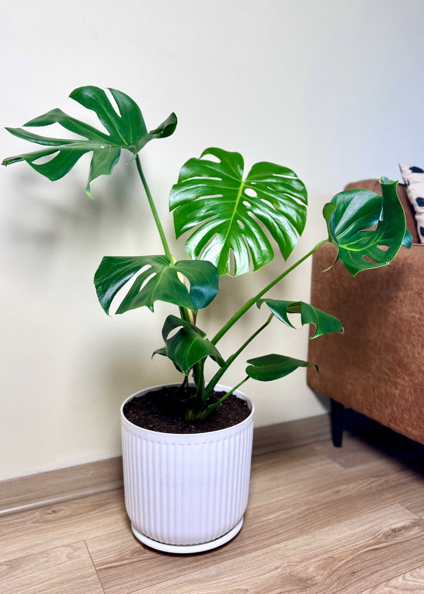 Monstera Deliciosa L macetero Líneo