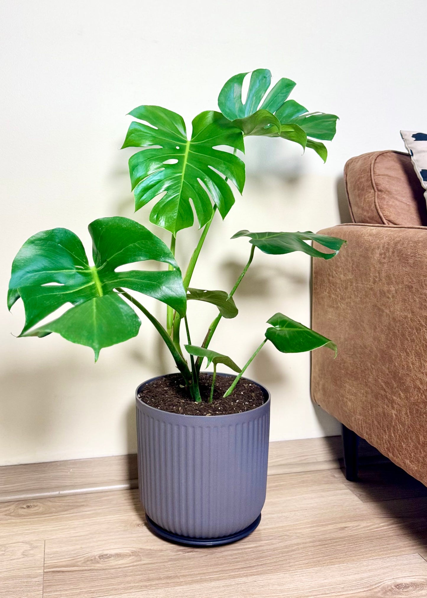 Monstera Deliciosa L macetero Líneo
