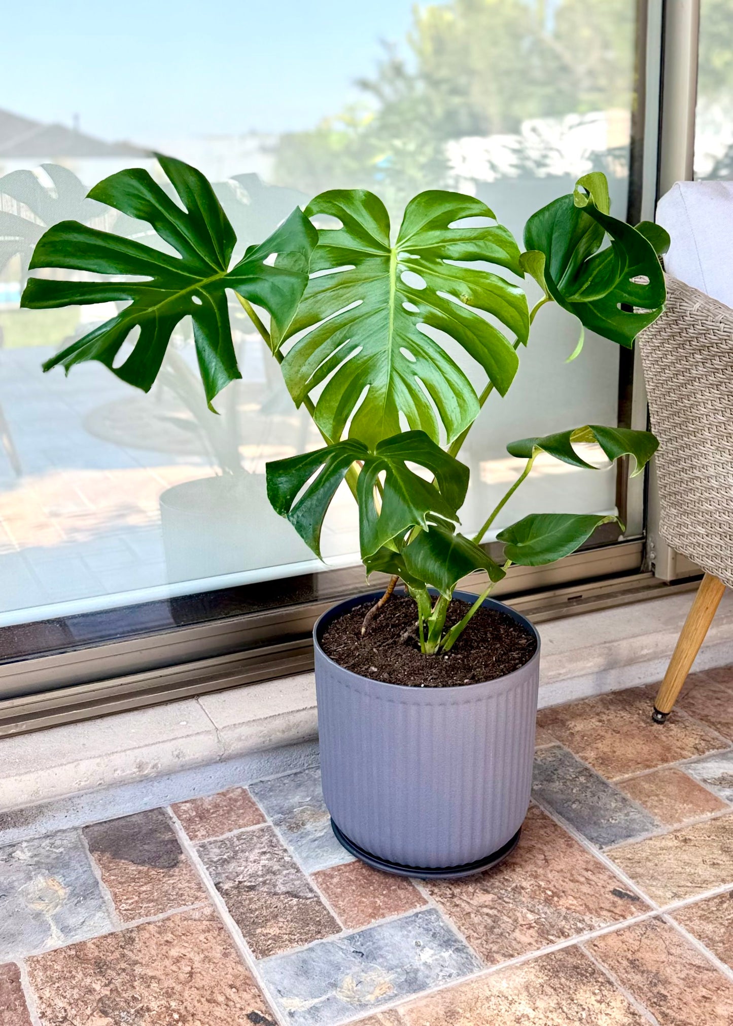 Monstera Deliciosa L macetero Líneo