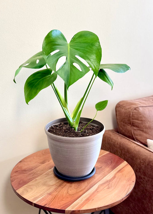 Monstera Deliciosa S