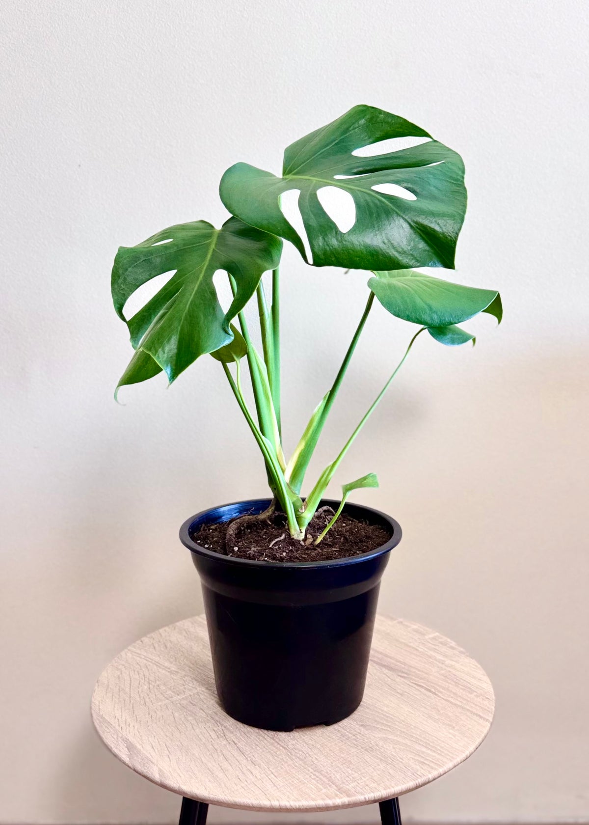 Monstera S – Plástico del vivero