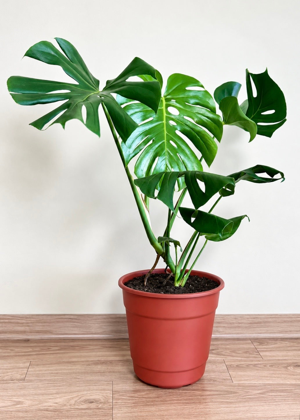 Monstera Deliciosa L macetero Cala – Plástico del vivero