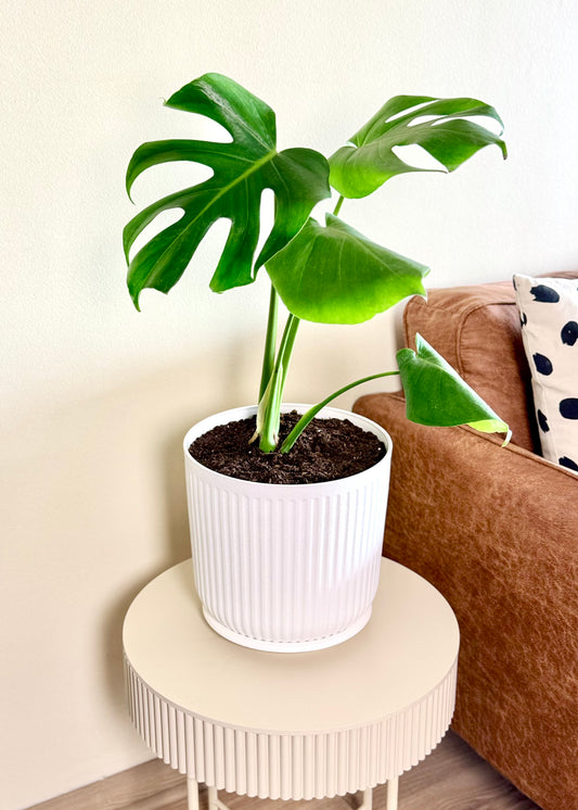Monstera Deliciosa