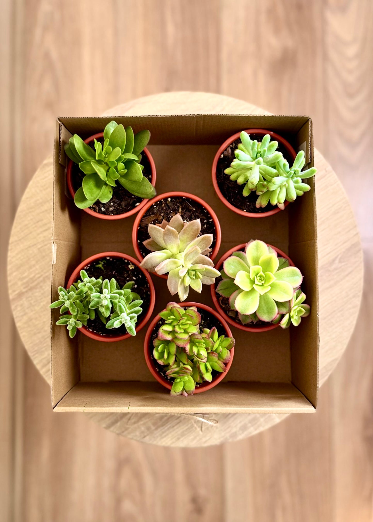 Sucu Box - Pack 6 suculentas