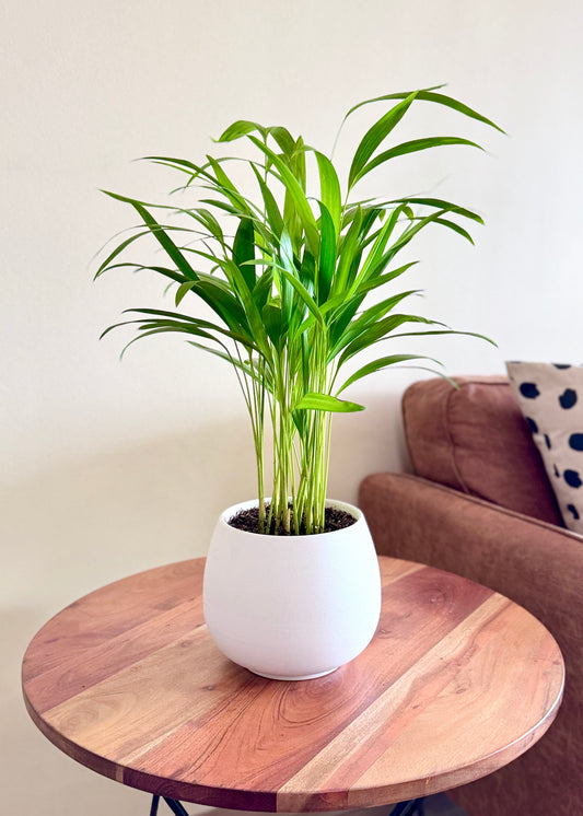 Palmera Areca S