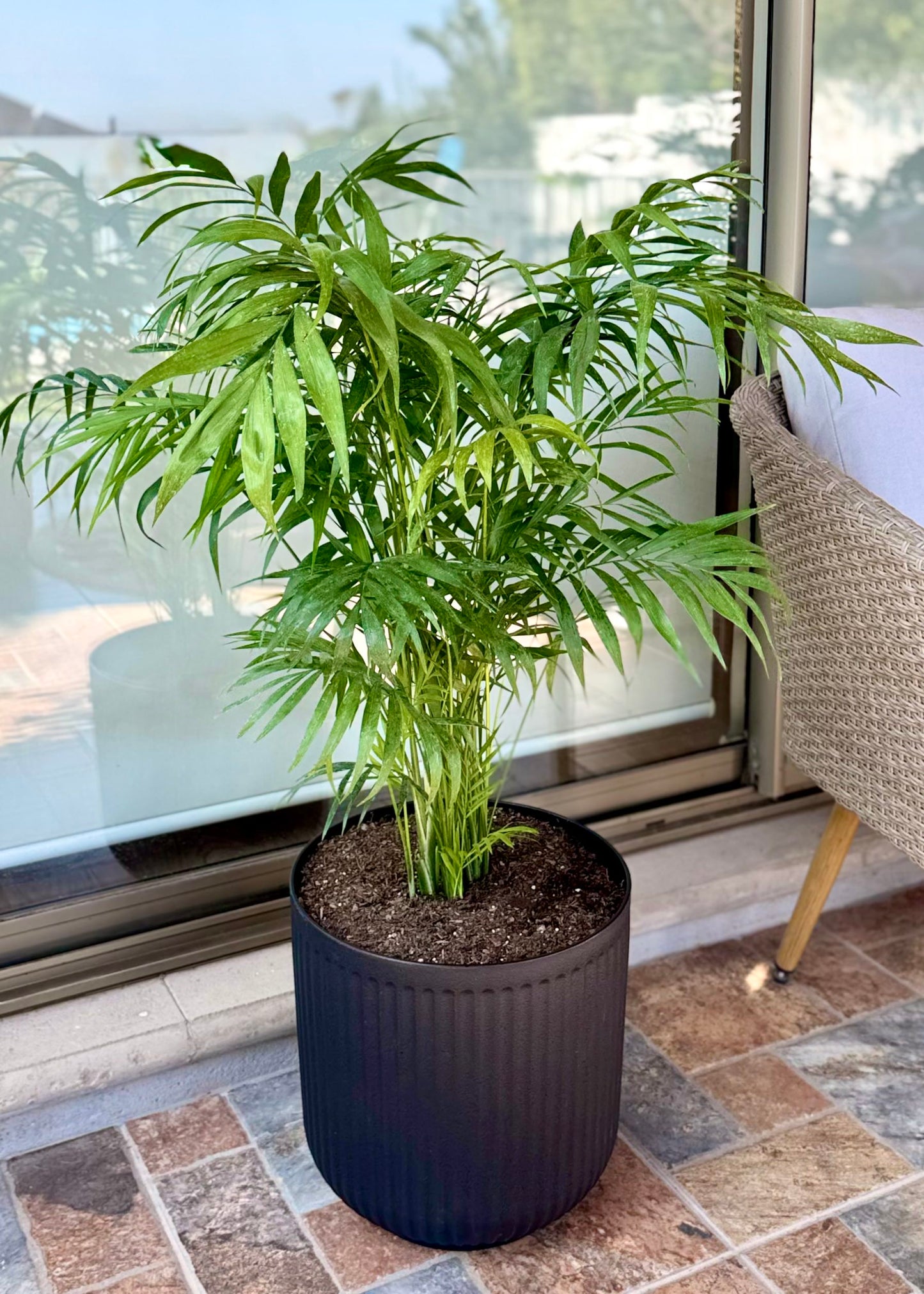 Palmera Chamaedorea Elegans XL macetero Líneo