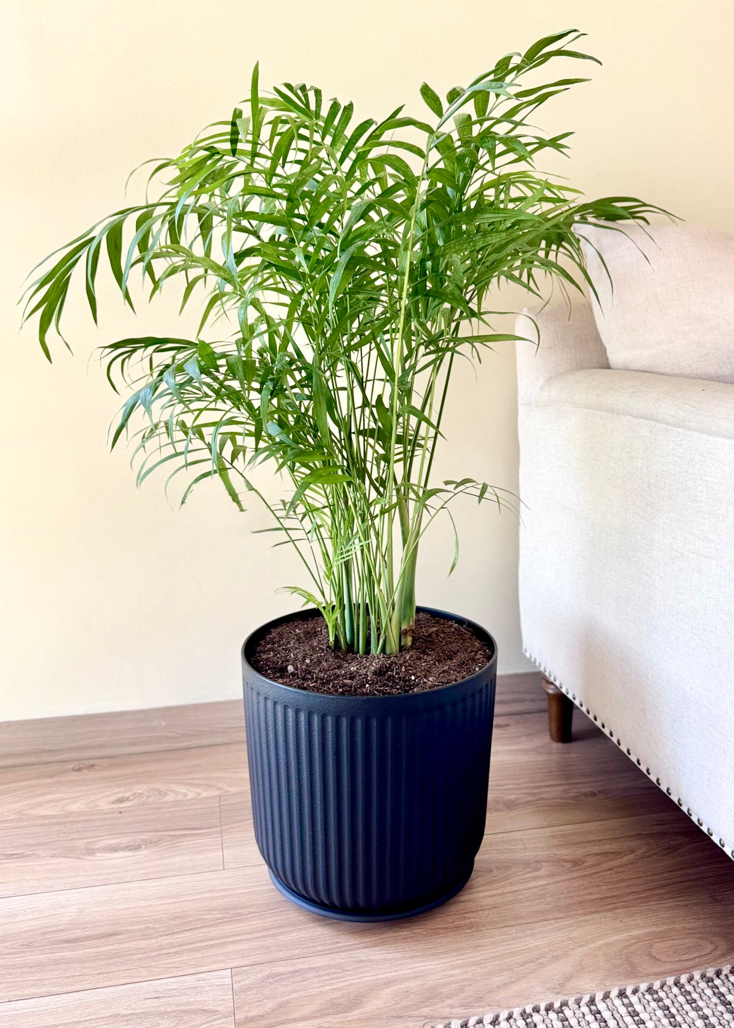 Palmera Chamaedorea Elegans XL macetero Líneo