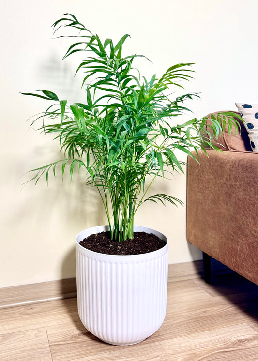 Palmera Chamaedorea Elegans XL macetero Líneo
