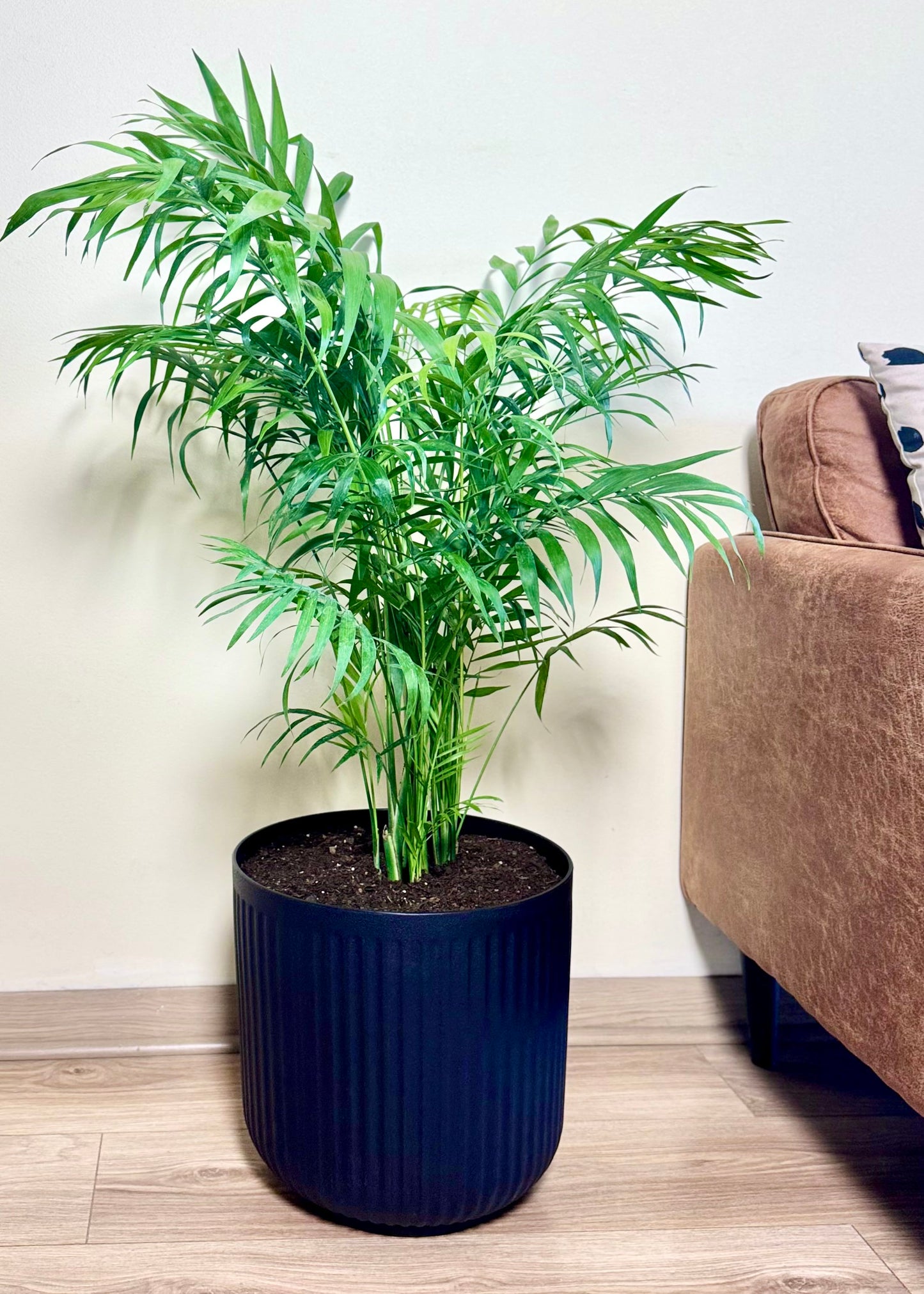 Palmera Chamaedorea Elegans XL macetero Líneo