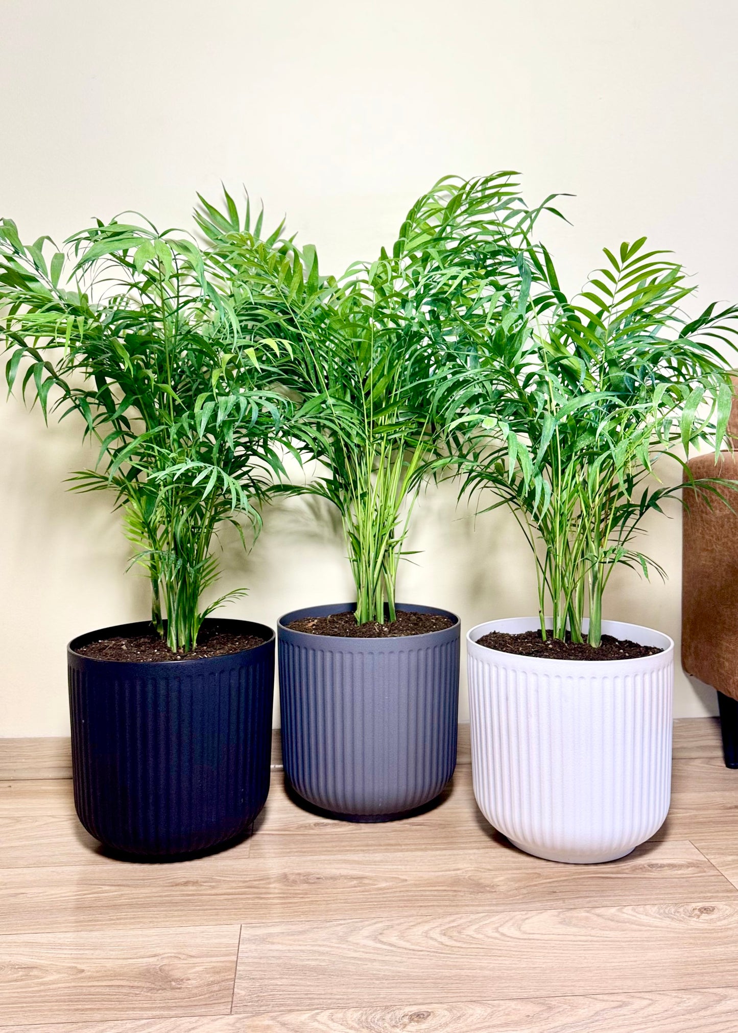Palmera Chamaedorea Elegans XL macetero Líneo