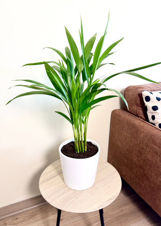 Palmera Areca