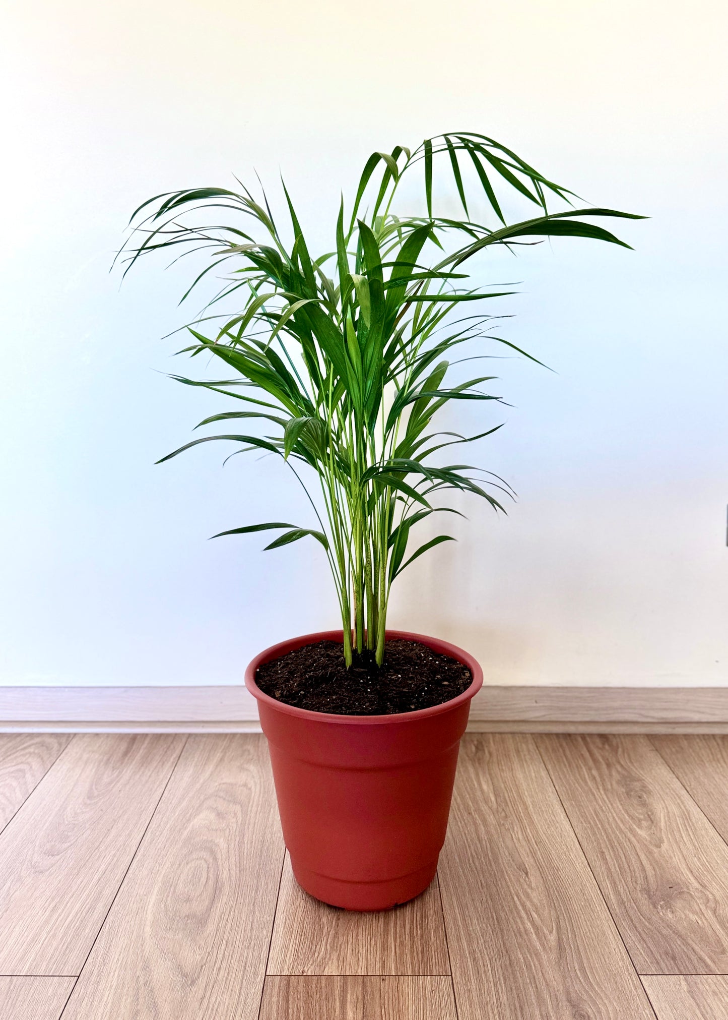 Palmera Areca L