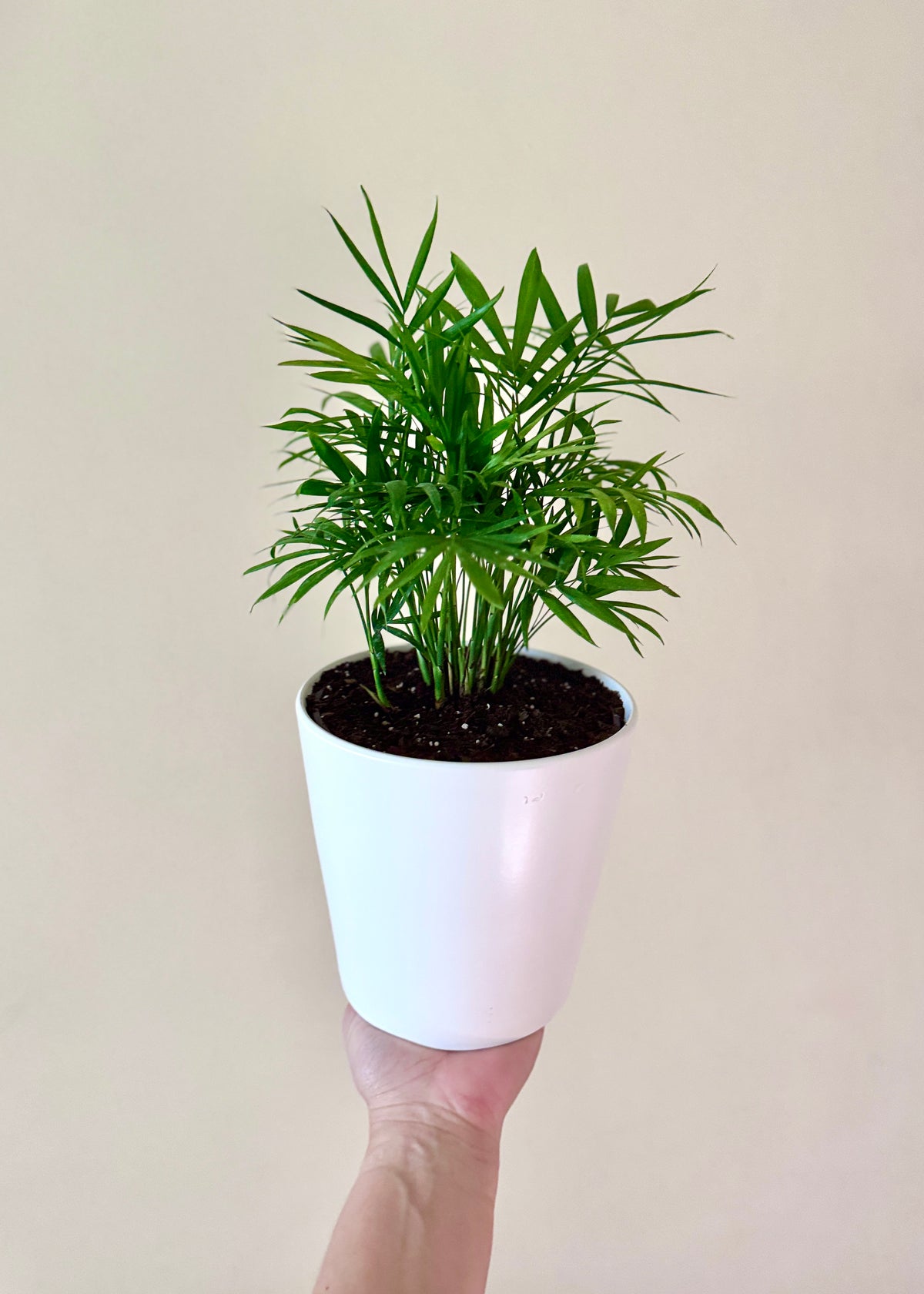 Palmera Chamaedorea Elegans S