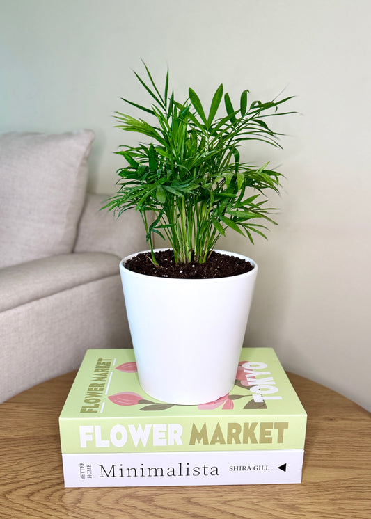 Palmera Chamaedorea Elegans S