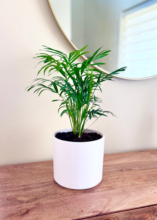 Palmera Chamaedorea Elegans S