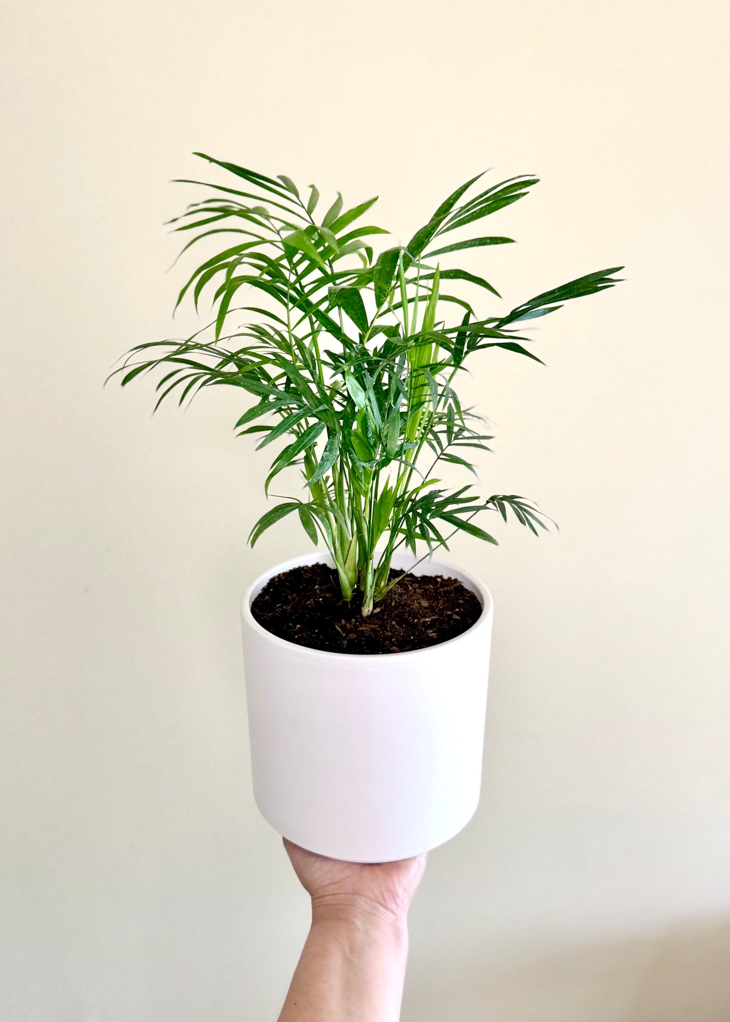 Palmera Chamaedorea Elegans S