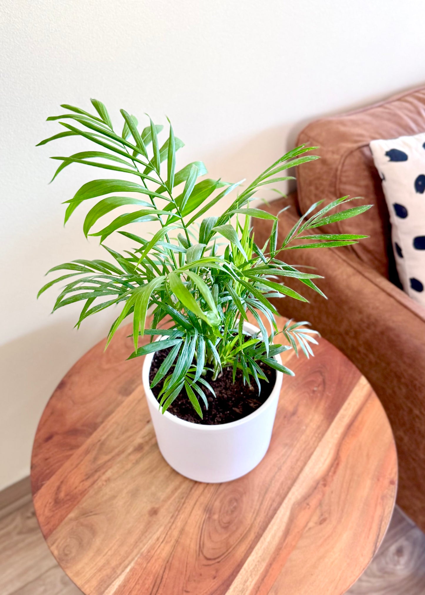 Palmera Chamaedorea Elegans S