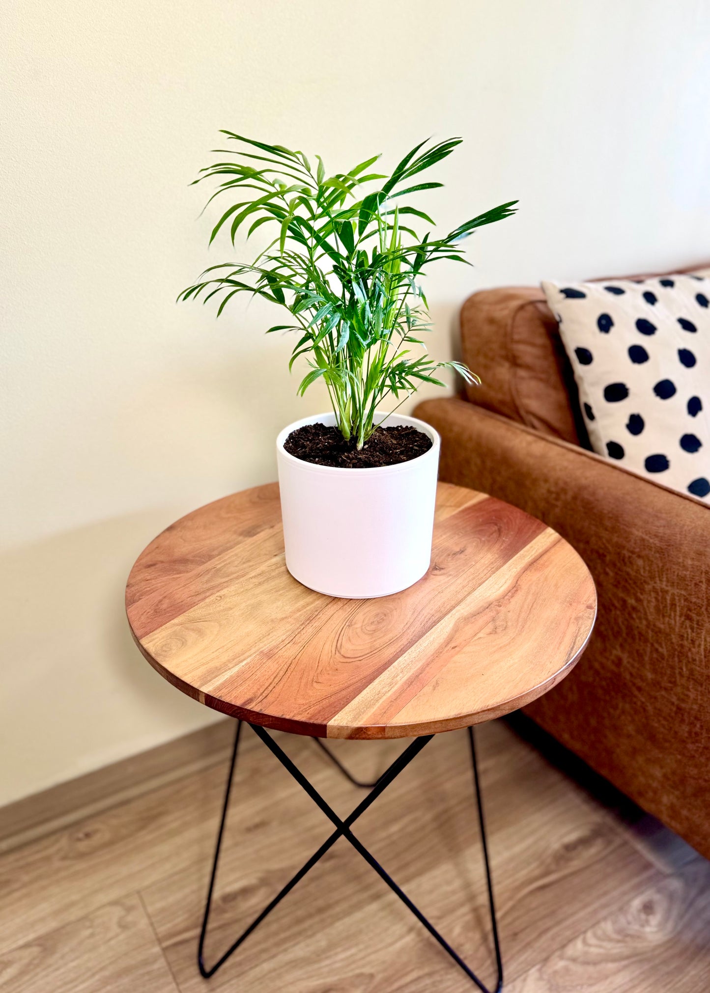 Palmera Chamaedorea Elegans S