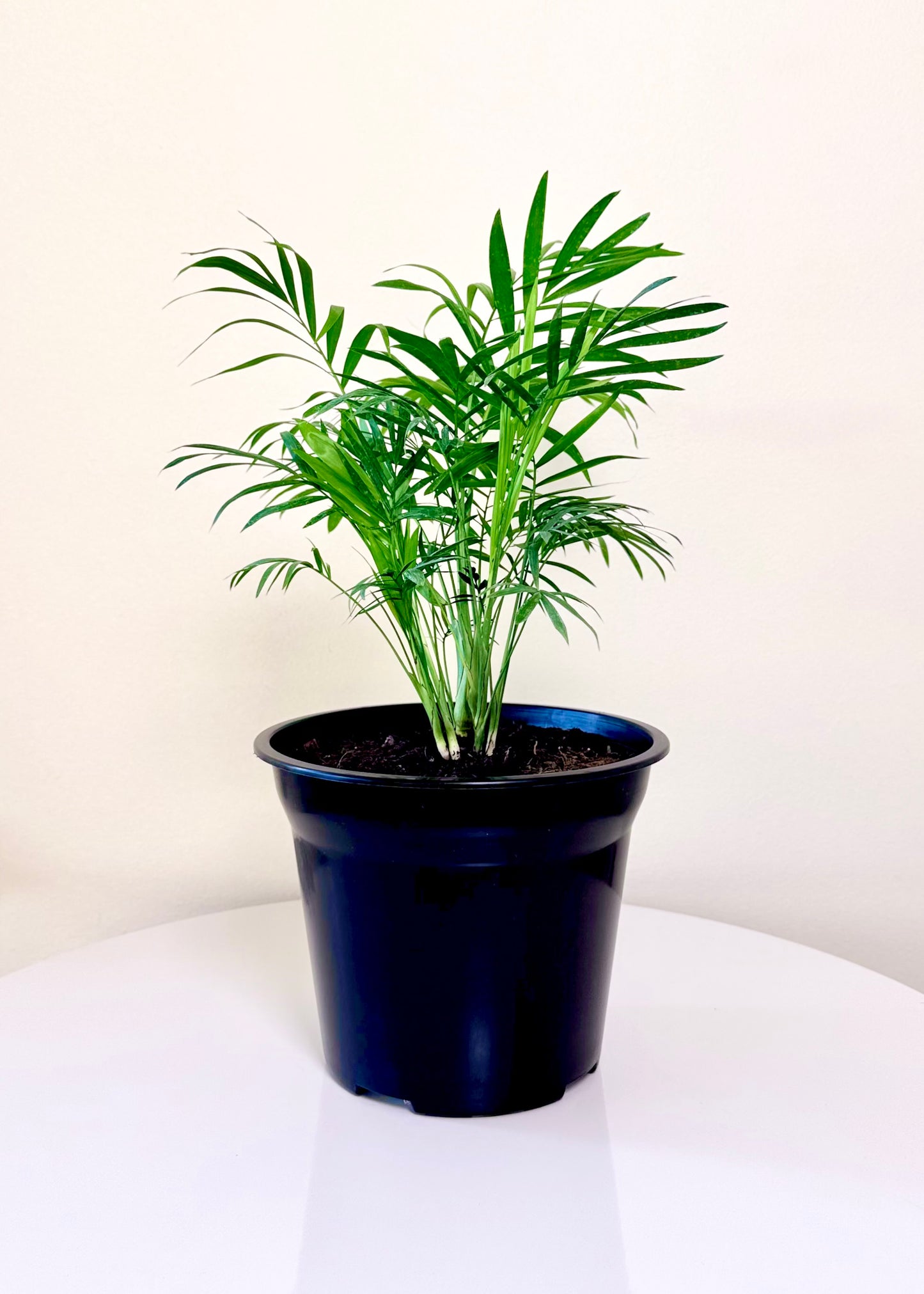 Palmera Chamaedorea Elegans S