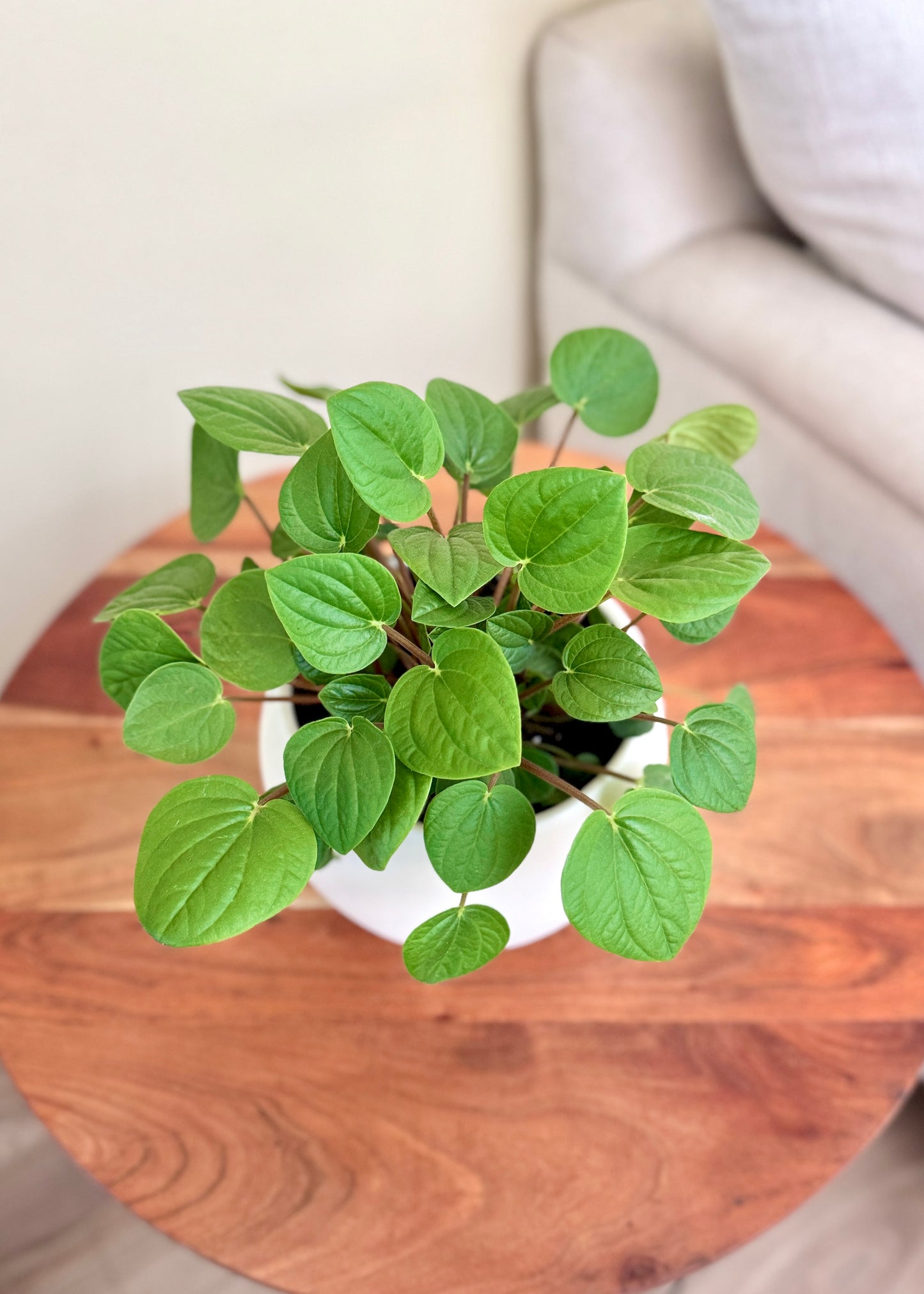 Peperomia Albovittata Rana Verde