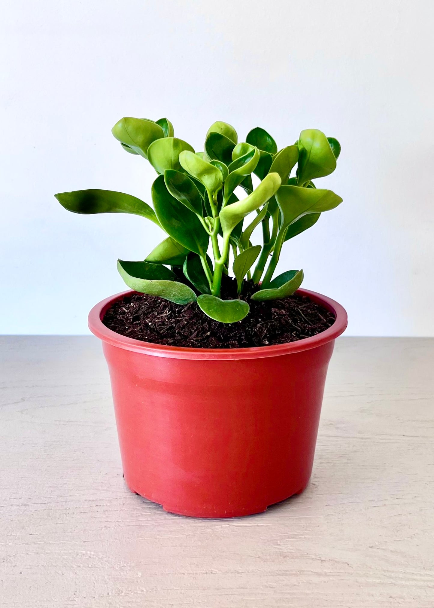 Peperomia Obtusifolia verde