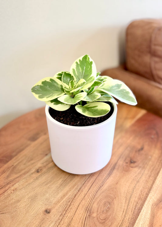 Peperomia Obtusifolia variegada