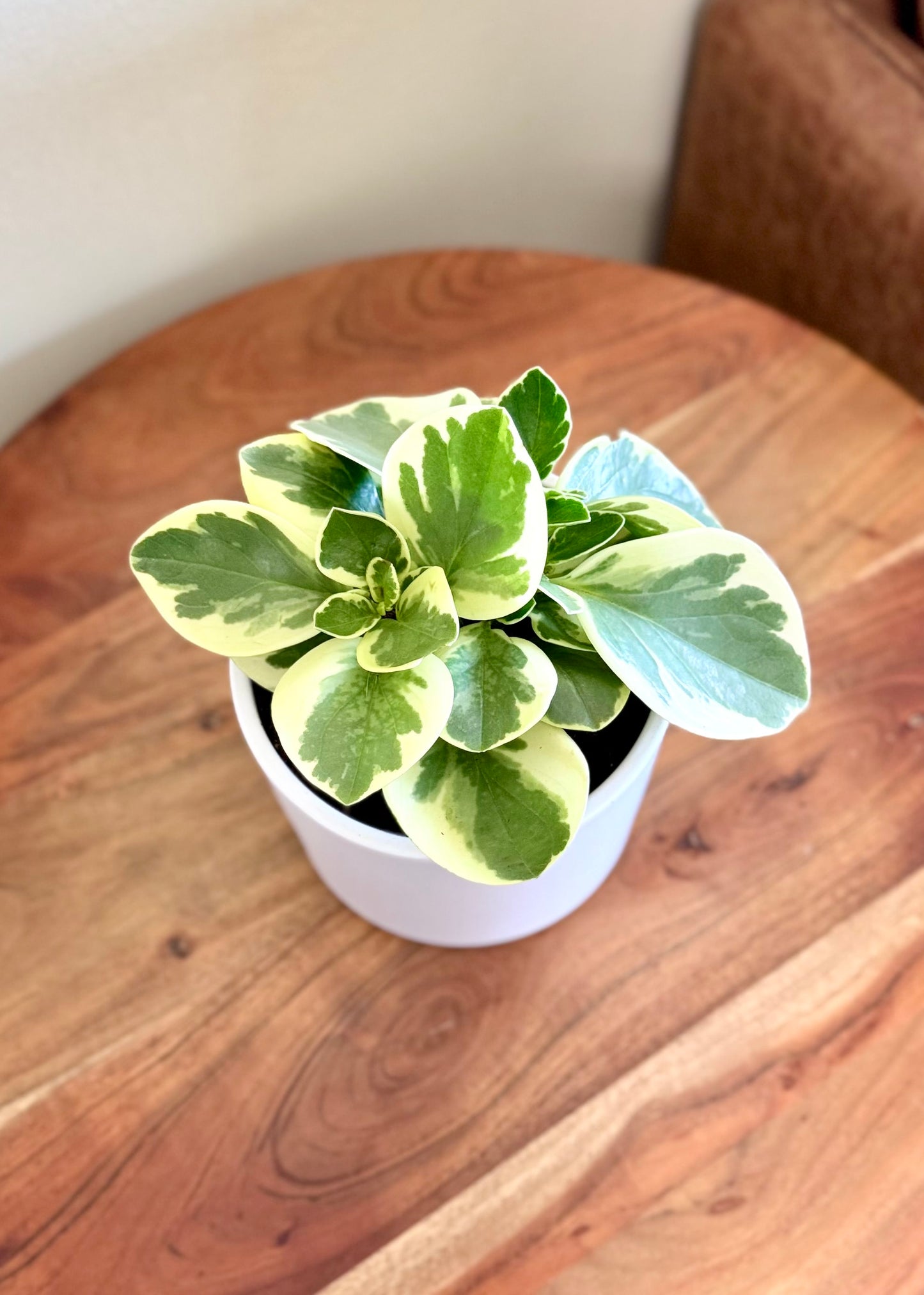 Peperomia Obtusifolia variegada